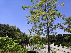 -映月湖公园