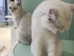 -怪兽屋·羊驼·猫咖·狗咖(俊华广场店)