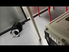 -伟伟宠物医院·CT影像中心·瑞派犬猫综合性门诊(汉口总院)