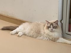 -猫在这儿猫咪咖啡馆·撸猫馆