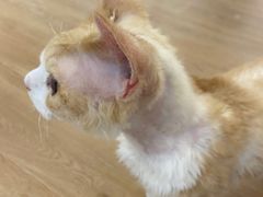 -1013 PET SHOP精品宠物商店(丁香店)