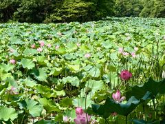 -艾溪湖湿地公园