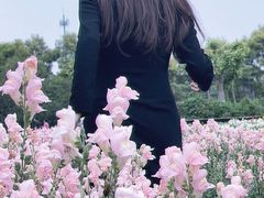 -广东花都香草世界旅游度假区