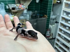 -酷以爬仙阁实体爬宠店·守宫·蜥蜴·专业繁育