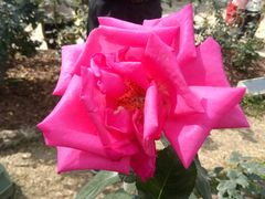 -人民公园(罗湖区)