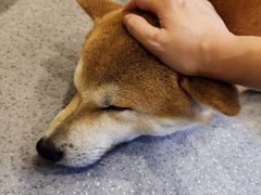 -喜柴咖啡·柴犬狗咖