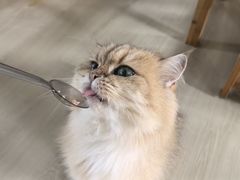 -豆逗聊愈猫阁Easy Life