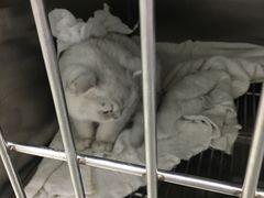 -美美宠物诊疗中心·异宠·骨科(滨江东信分院)