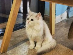 -猫咪咖啡·猫咖(万达广场店)
