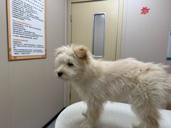 -安安宠医·臻爱宠物医院·宠保定点(营门口路分院)