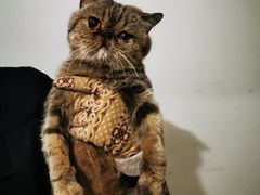 -瑞派·关忠动物医院·异宠专科·犬猫肿瘤·皮肤专科(望京店)