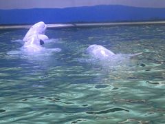 -秦皇岛乐岛海洋王国