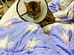 -喜多萌中农锦绣动物医院24H·猫科·牙科MRI·CT