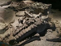 -自贡恐龙博物馆