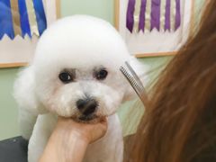 -鑫艺宠物美容培训学校