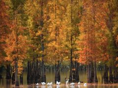 -白鹭湾湿地公园