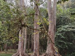-中国科学院西双版纳热带植物园