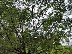-九如山休闲旅游度假区