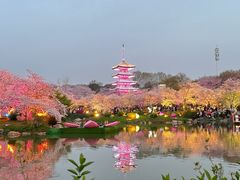 -东湖磨山景区樱花园-停车场