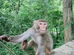 -黔灵山公园
