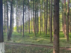 -黄海国家森林公园