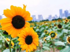 -武汉理工大学（南湖新校区）-图书馆