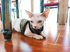 -猫小院猫主题咖啡厅(北锣店)