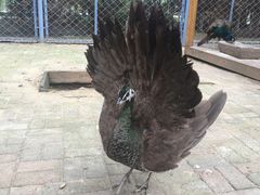 -长白岛森林公园