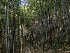 -上海佘山国家森林公园天马山园