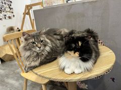 -楼上猫咖(罗湖店)