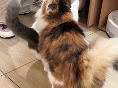 -是阿柴呀！柴犬咖啡·爱喵喵猫咖