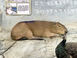 -Zoolung Zoolung动物主题公园(海信广场店)