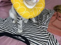 -美联众合宠物医院·爱萌分院·内外科·猫科中心