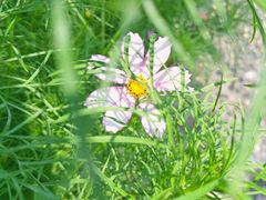 -洪湖生态旅游区