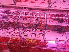 -花鸟鱼虫鲜花绿植市场(玉泉路店)