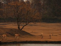 -溱湖国家湿地公园