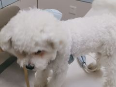 -中农国际动物医院24小时·猫科·骨科·急重症中心