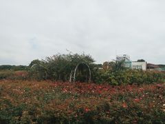 -立新湖公园