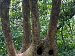 -上海佘山国家森林公园天马山园