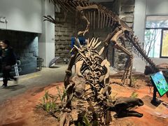 -自贡恐龙博物馆