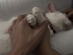 -凯瑞希宠物医院·狂犬免疫·微创·皮肤科