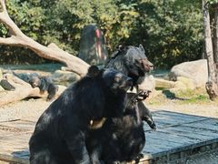 -常州淹城野生动物世界