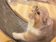 -滚猫咖啡·猫咖·猫友好撸猫(未来城店)