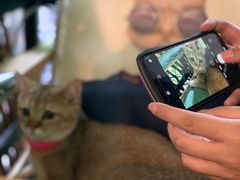 -李小姐の猫咖啡馆(五角场店)