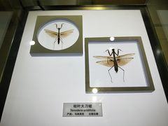 -上海昆虫博物馆