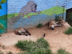 -西霞口神雕山野生动物世界