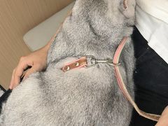 -瑞派康怡24h宠物医院·犬猫医疗中心·微创绝育(瑞景分院)