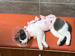 -美联众合宠物医院·爱萌分院·内外科·猫科中心