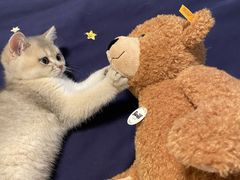 -猫大福·Fortune Cat猫舍(百子湾店)