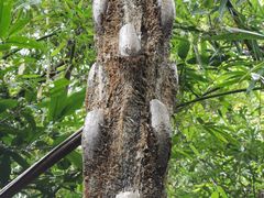 -海南热带雨林国家公园吊罗山景区